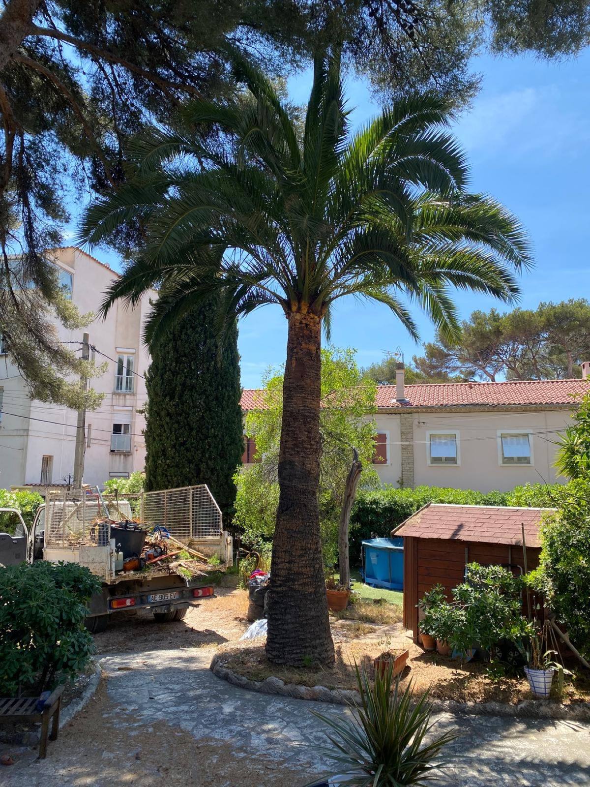 Palmier dans un jardin entretenu